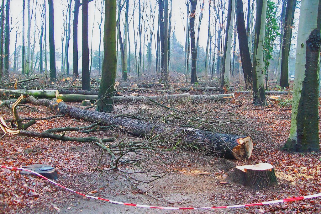 Durchforstung des Virchow-Waldes im Februar 2012