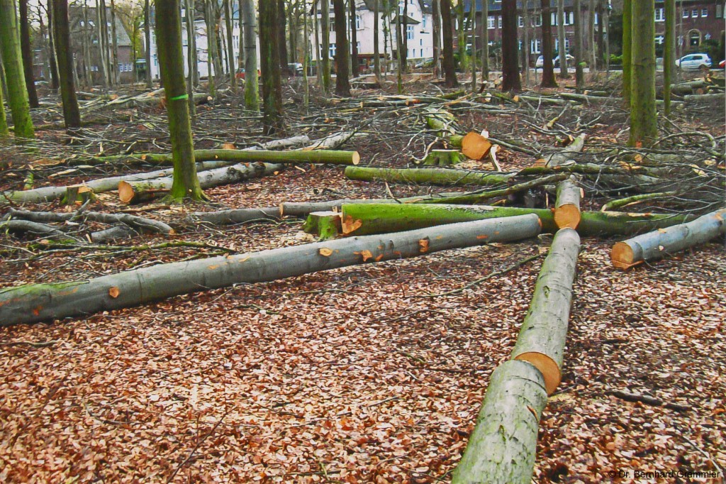 Faellungen_2