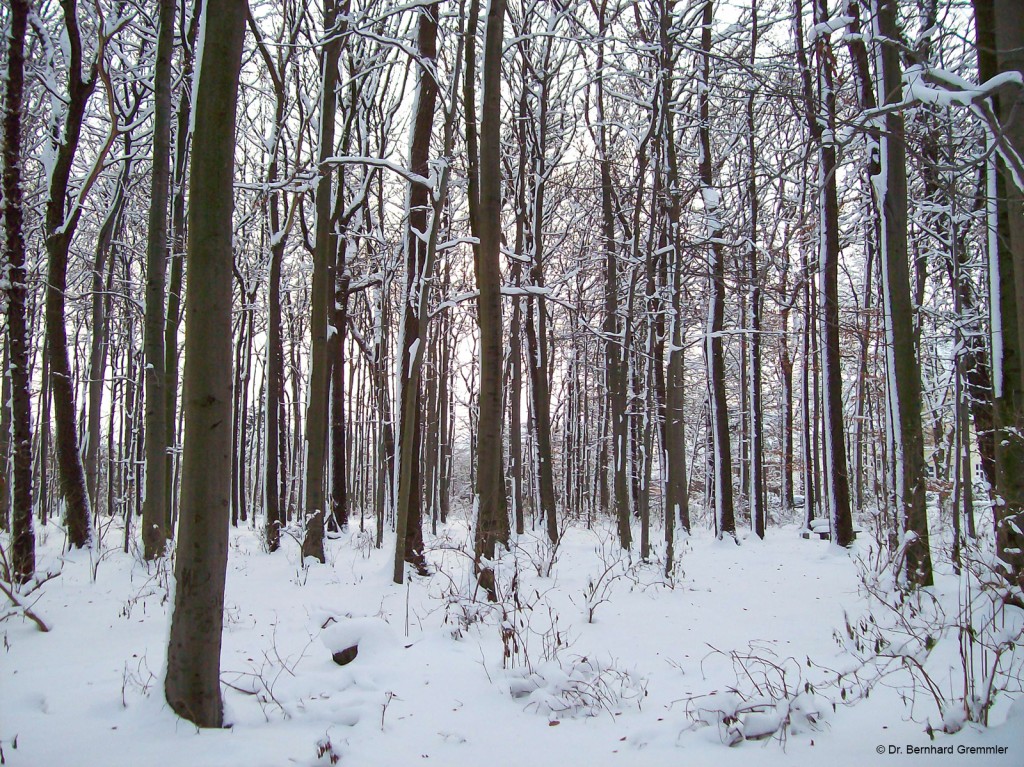 Winter_Virchow