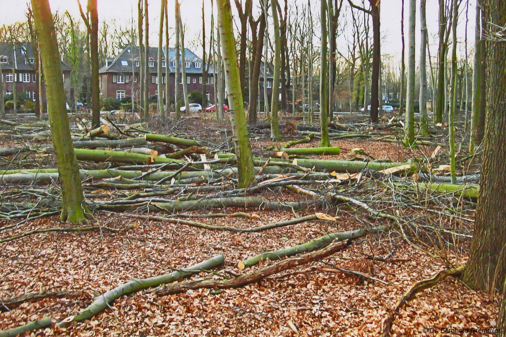 Durchforstung des Virchow-Waldes im Februar 2012