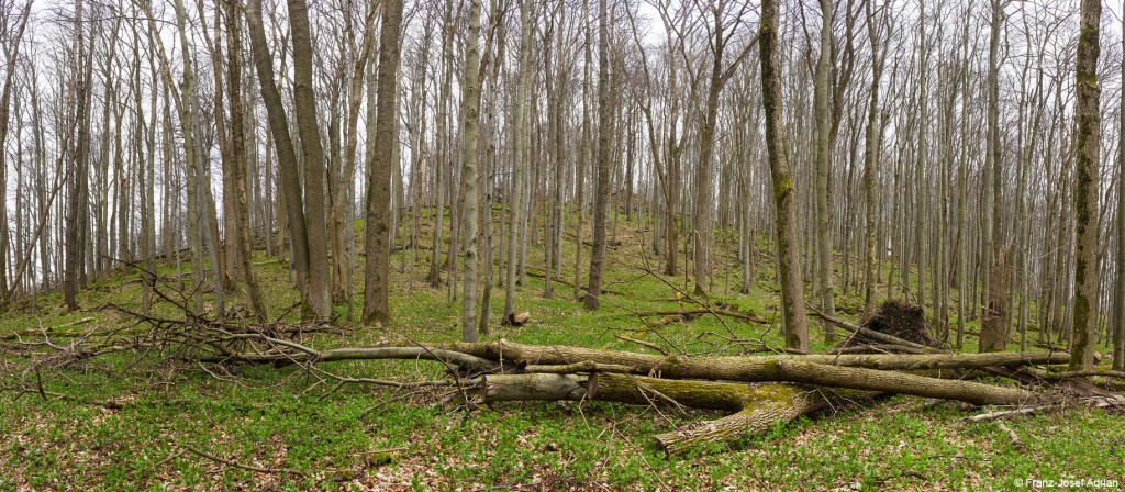 Pano_Loesershag_1_800