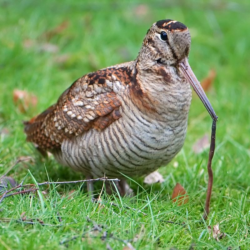 Woodcock_earthworm