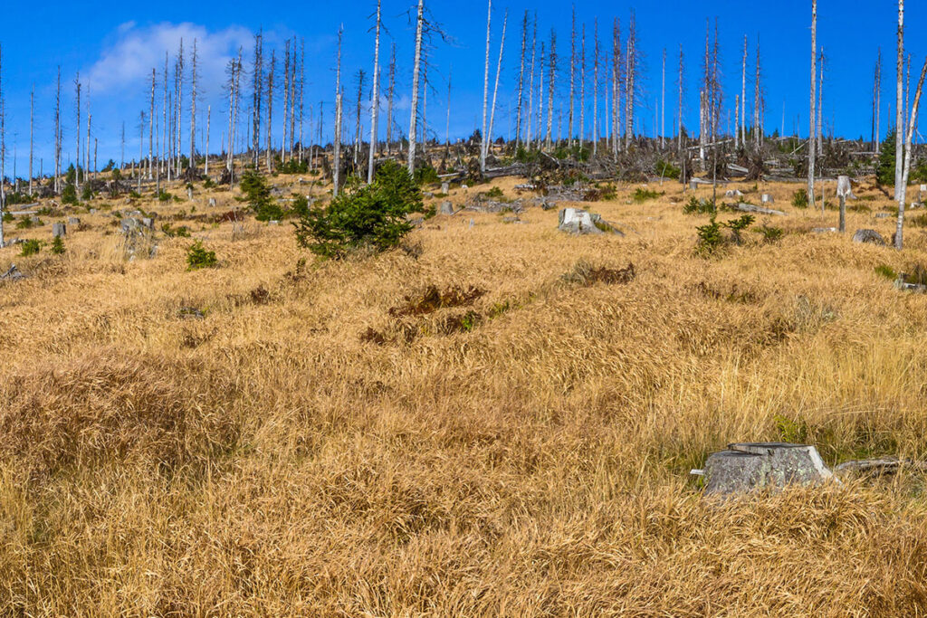 Nationalpark Bayerischer Wald