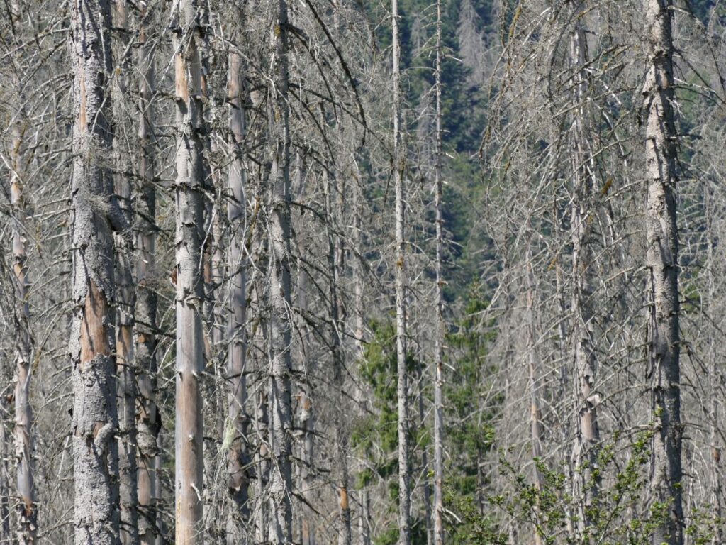 Nationalpark Bayerischer Wald