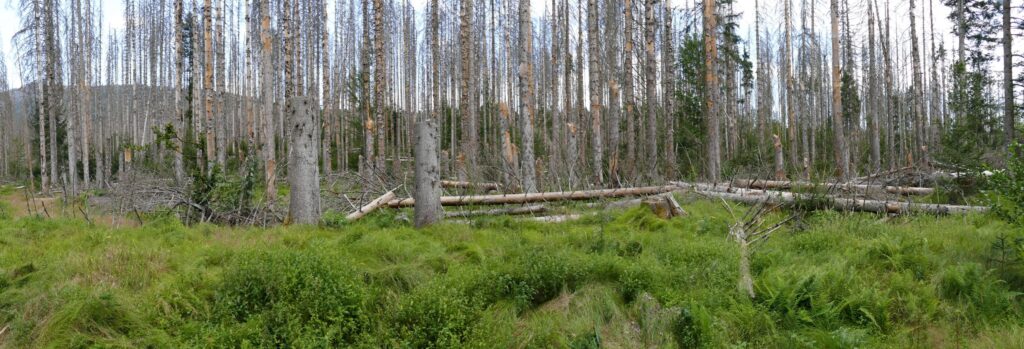 Nationalpark Bayerischer Wald
