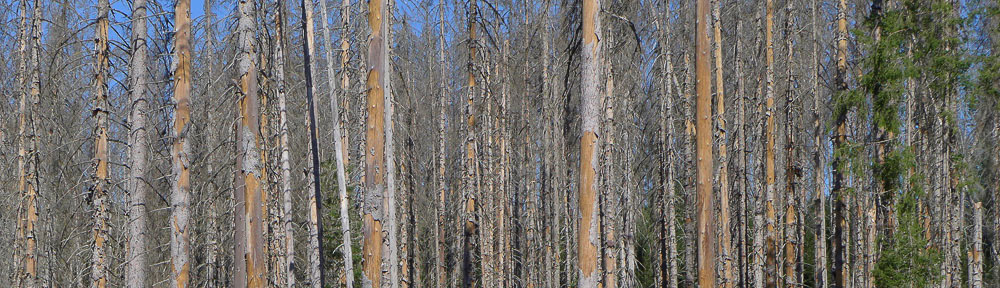 Nationalpark Bayerischer Wald
