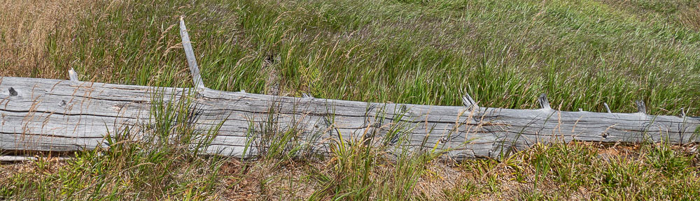 Waldsteppe